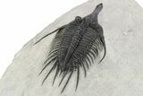 Spiny Psychopyge Trilobite - Issoumour, Morocco #241198-4